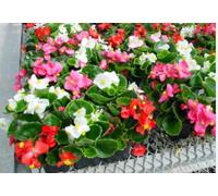 Terre di Romagna Begoniette da Interno/Esterno, Resistenti Inverno-Estate, Vaso 10cm, Colori Misti Rosa-Bianco-Rosso, Made in Italy