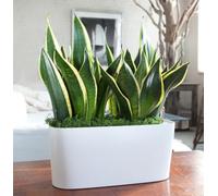 TERRE DI ROMAGNA Sansevieria Trifasciata Lingua di Suocera, Pianta da Interno ed Esterno, Vaso 12 cm, Made in Italy