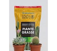 Terriccio Specifico per Piante Grasse 1,5 Litri con 2 Piante Succulente in Vaso 6 cm, Pronto all'Uso