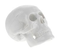 Teschi Decorativi Teschio Soprammobile Modello Cranio Umano Realistico