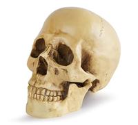 Teschio di Halloween realistico mini teschio spaventoso teschio di Halloween plastica per feste, decorazione per casa, scrivania posacenere tavolo