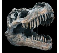 Teschio Di Tyrannosaurus Rex - Grande Dinosauro Scheletro Fossili T-Rex