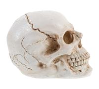 Teschio Realistico Modello Di Cranio Umano Insegnamento Medico Anatomia Umana