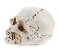 Teschio Realistico Per Lo Studio Dell'anatomia Umana Modello Cranio Umano