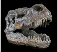 Teschio - Tirannosauro Rex Piccolo - Teschio Scheletro T-Rex Fossil Dinosauri