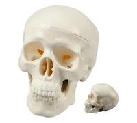 Teschio umano, mini testa di scheletro realistico, per lezioni di anatomia, strumento didattico, aula, decorazione di Halloween