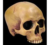 Teschio Umano Senza Mandibola - Figura Di Teschio Decorativa Mayer