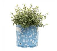 Tessuto Beatrix Potter Eco Pot dal design unico, leggero e pieghevole, blu