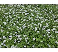 Testa bubik bianca - Isotoma fluviatilis "Alba" - 10 - 25 cm - Ø 9 cm - 12 pezzi