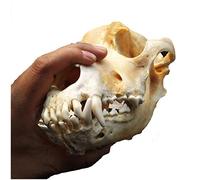 Testa Di Animale Di Tassidermia - Teschio Di Cane Reale - Denti Di Cane A Grandezza Naturale Modello Di Teschio Per Forniture Di Tassidermia Arte Osso Veterinario Medicina Ufficio Bar Decorazione Col