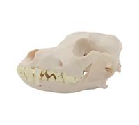 Testa di cane modello scheletro realistico, osso realistico per l'addestramento veterinario, visualizzazione dell'anatomia del cane