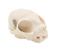 Testa di gatto Modello Anatomia Realistica Gatti Testa Scheletro Animale Cranio Anatomia per Educazione Veterinaria Insegnamento Veterinario Strumento didattico