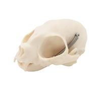 Testa di gatto realistica modello scheletro anatomico modello di teschio Felidae osso della testa per addestramento veterinario rapporto lezione cranio