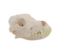 Testa di scheletro anatomico del cranio del cane Testa Scheletro Realistico Anatomico Osso della testa per l'educazione veterin