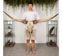 Testa di teschio con corna lunghe da 70 pollici,decorazione da parete con corna lunghe,corna lunghe,decorazione da parete con teschio di mucca,corna di mucca,decorazione da parete con corna di toro(Br