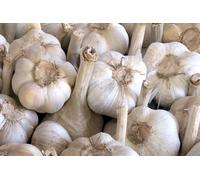 TESTE DI AGLIONE DA SEME PER LA SEMINA SEMI DI AGLIONE DAI 7-8 SPICCHI, 1kg