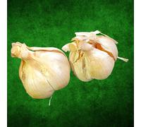 TESTE DI AGLIONE DA SEME PER LA SEMINA SEMI DI AGLIONE DAI 7-8 SPICCHI