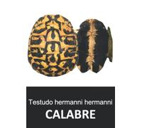 Testudo hermanni hermanni CALABRE