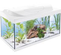 Tetra Acquario Starter Line 54 L, bianco, set completo - include illuminazione a LED diurna e notturna, filtro interno, riscaldatore, cibo per pesci e condizionatore