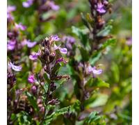 Teucrium lucidrys - 48 piante - Ø 9 cm - altezza 10 - 25 cm - Semiarbusto sempreverde - compatibile con il taglio - per siepi, piantare stampi e giardino roccioso