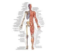 Teweakt Immagine di Arte della Parete Corpo Umano Scienza Scuola Istruzione Trigger Points Tabella Anatomia INFORMATIVA Tela for Pittura Poster Decor(E,30X40cm Frameless)