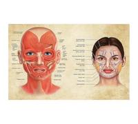 Teweakt Poster di Anatomia del Viso Muscoli e vene facciali Bellezza della Pelle Massaggio in plastica Medico Educativo Poster su Tela Stampa Decorazione da Parete(20X30cm Unframed)