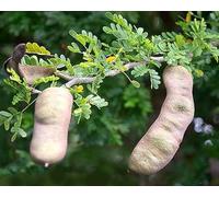 Texas Ebony Albero 10 Semi - Ebenopsis - o all'aperto:Seeds:packing seeds only