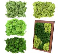 Texvora Muschio di renna conservato in 4 colori per paesaggi in miniatura fai da te, ideale per progetti di artigianato e decorazione della casa