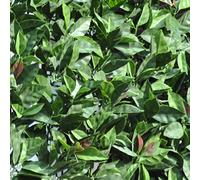 (TG. 1,50x3 m) TENAX Divy 3D Plus Photinia, Siepe Sintetica 1,50x3m Foglie Tipo