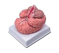 (TG. 1 X) GIMA 40020 Modello Cervello con Arterie, Confezione 1 Pezzo - NUOVO