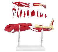 TGPSMDXKV Modello Anatomico del Muscolo della Gamba Umana, Arti Inferiori Modello Anatomico in 10 Parti con Arti Inferiori Rimovibili Mostrando Muscoli e Principali Vasi Sanguigni