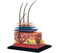 TGPSMDXKV Modello anatomico della Pelle, Modello anatomico della Pelle e dei Capelli Umani, Strumento didattico per Lo Studio delle scienze o l'educazione dei pazienti