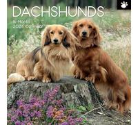 TGSC Calendario 2026 con bassotti da 16 mesi (settembre 2025-dicembre 2026), calendario da parete quadrato 2026 UK, con grande griglia per l'organizzazione della casa o dell'ufficio, calendario 2026