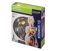 Thames & Kosmos , 260840 , Human Pregnancy Anatomy Model, Learn About Human Pregnancy , 30+ Parts with Stand , Ages 8+