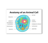 The Animal Cell Diagram Poster Biology Educational Chart Classroom Decor Science Study Aid for Students Teachers Home(Unframed,08x12inch(20x30cm))
