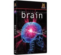 The Brain