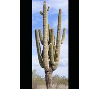 The Cactus Clock: Timekeeping, Psychedelics, and the Desert's Electric Mind