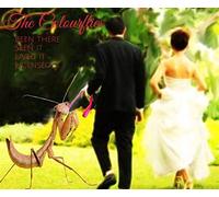 The Colourflies - Been There Seen It Lived It Licensed It