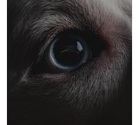 Roger Waters - The Dark Side Of The Moon Redux