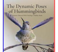 The Dynamic Poses of Hummingbirds: Moments Observed While Perching in Midday Shade