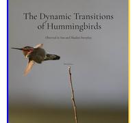 The Dynamic Transitions of Hummingbirds: Observed in Sun and Shadow Interplay