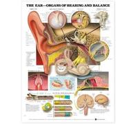 The Ear: Organs of Hearing and Balance Anatomical Chart (Poster)