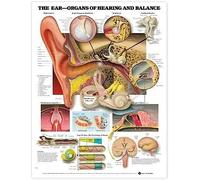 The Ear-Organs Of Hearing and Balance Chart