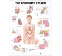 The Endocrine System Anatomical Chart (Poster)