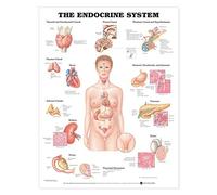 The Endocrine System Chart