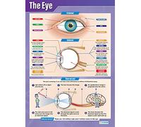 The Eye | Poster scientifici | Carta lucida misura 850 mm x 594 mm (A1) | Schede scientifiche per la classe | Schede educative by Daydream Education