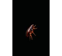The Flea