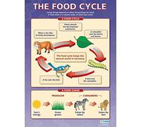 The Food Cycle | Poster scientifico | Carta lucida laminata misura 850 mm x 594 mm (A1) | Schede scientifiche per la classe | Schede didattiche di Daydream Education