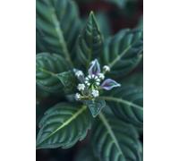 The Gardener's Lexicon: A comprehensive guide to gardening terminology