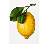 The gourmand's lemon. A collection of stories & recipes - 2024 -